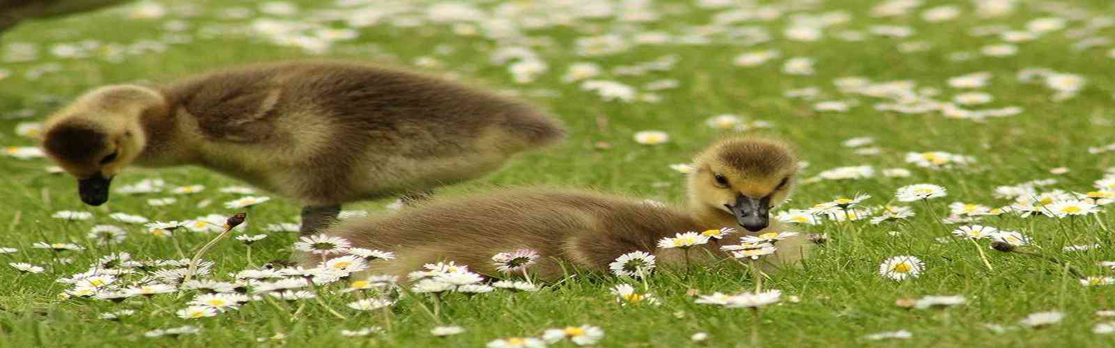 PG模拟器试玩入口